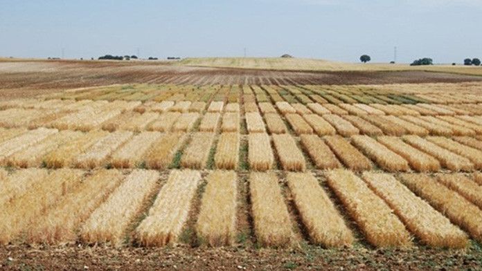 Campo de secano