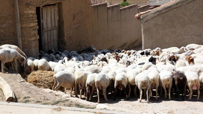 noticias zamora ovejas