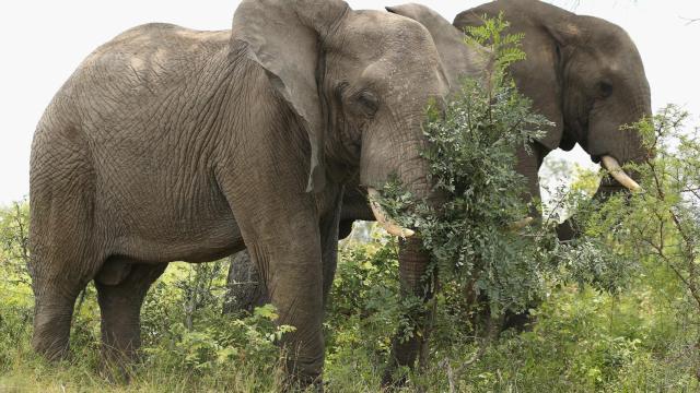 Los elefantes pueden dormir de pie