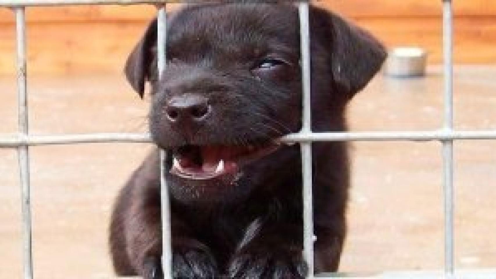 Cachorro de perro en una protectora de animales