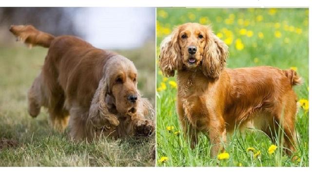 A la izquierda, un cocker con el rabo largo, a la derecha, uno modificado.