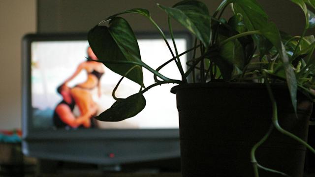 Belladona tras la planta.