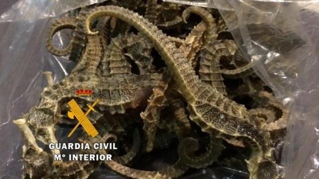 Caballitos de mar decomisados por la Guardia Civil.