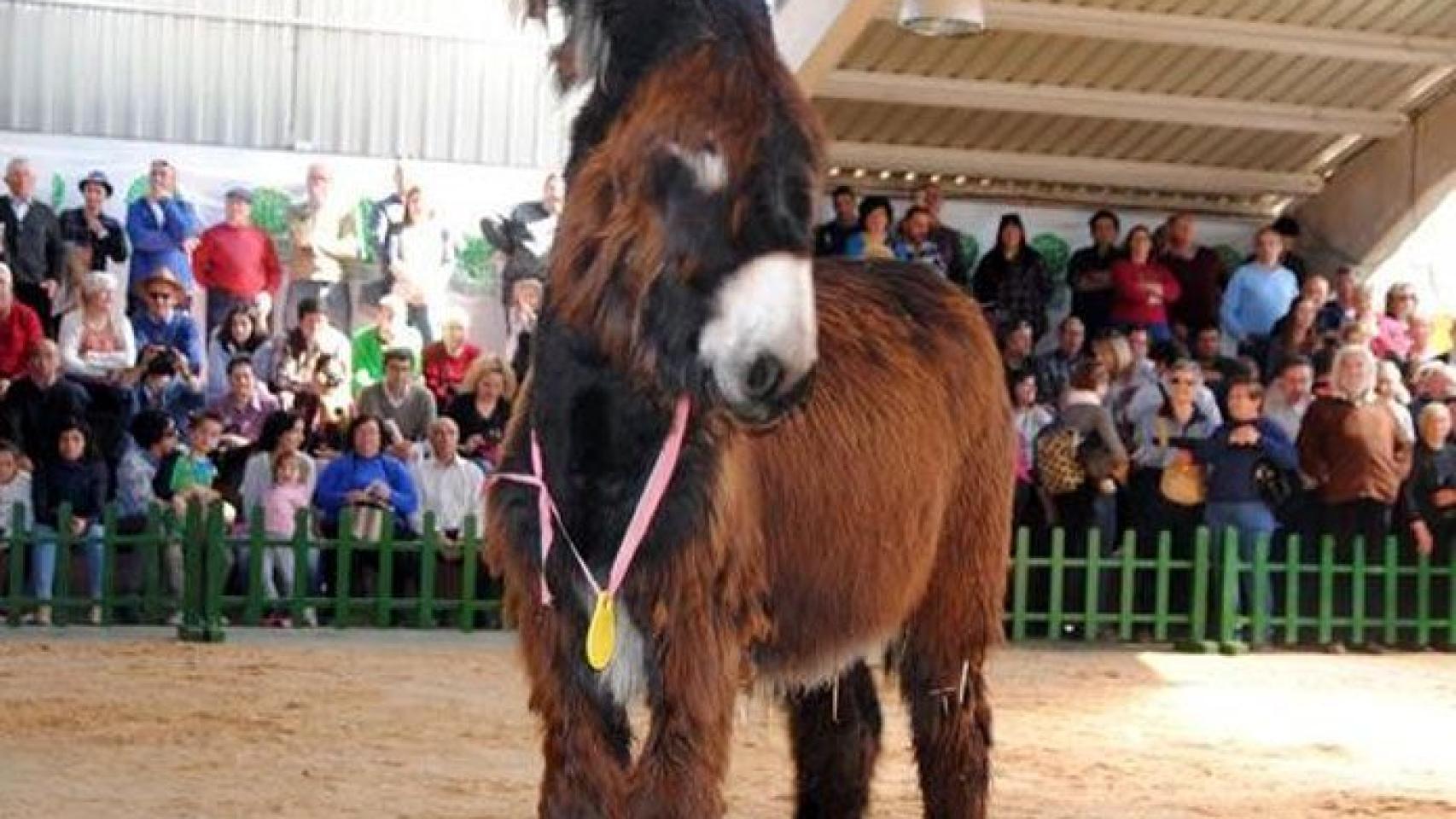 Feria asnal en San Vitero