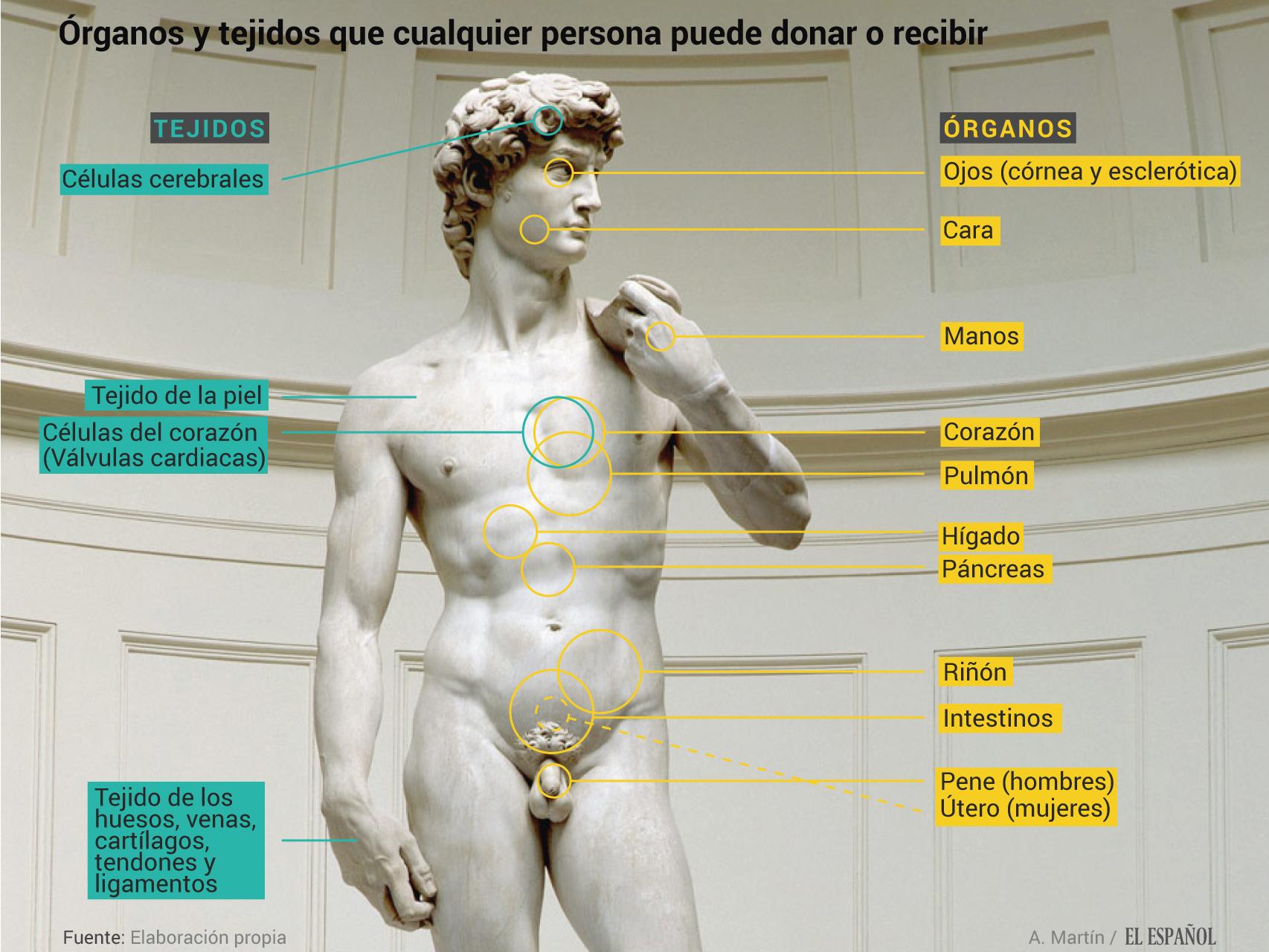 Estos son los órganos que ya se trasplantan