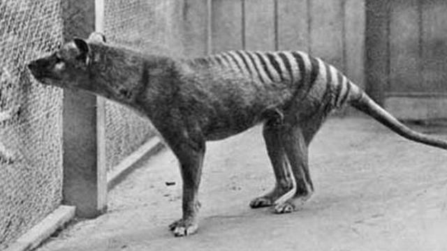 El último tigre de Tasmania