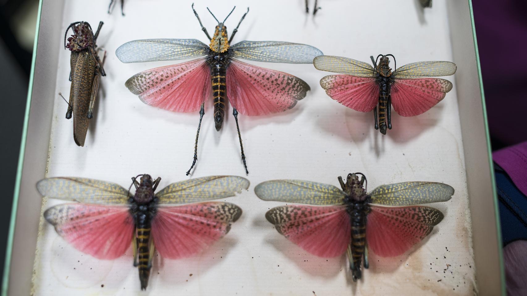 Los fondos del Museo de Ciencias Naturales