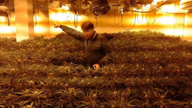Sanlúcar de Barrameda se ha convertido en un avispero de casas de la marihuana.