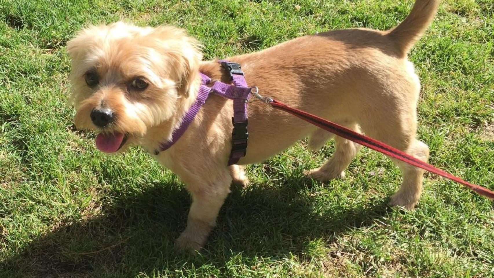 Tener perro ha demostrado reforzar el sistema inmune.