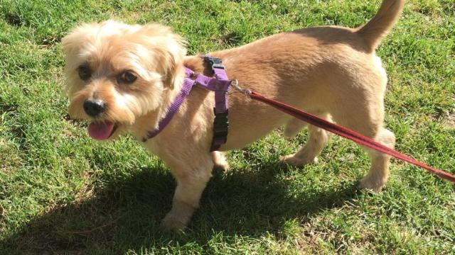 Tener perro ha demostrado reforzar el sistema inmune.