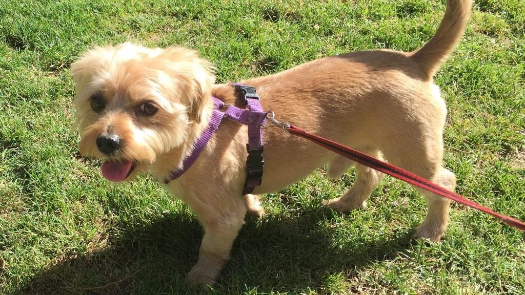 Tener perro ha demostrado reforzar el sistema inmune.