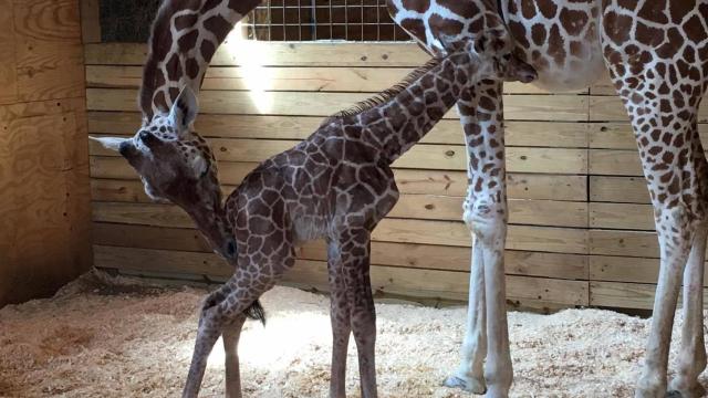 La jirafa April y su cuarta cría.