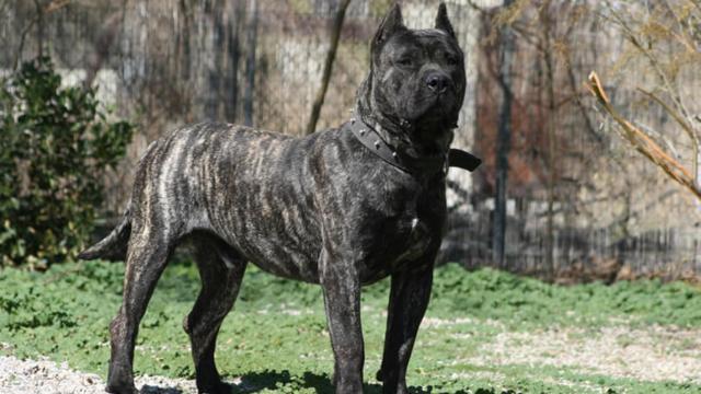 Un ejemplar de presa canario.