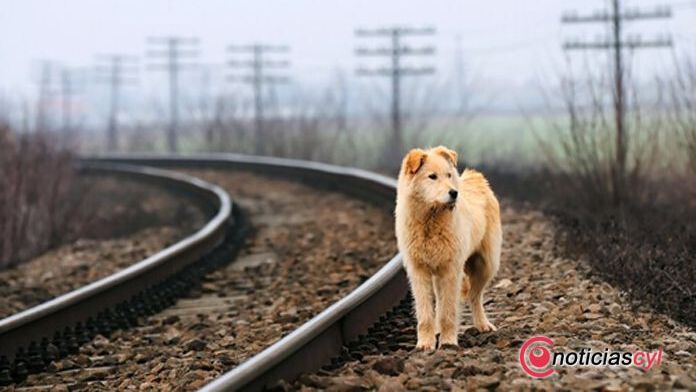 Foto perro-vagabundo - copia