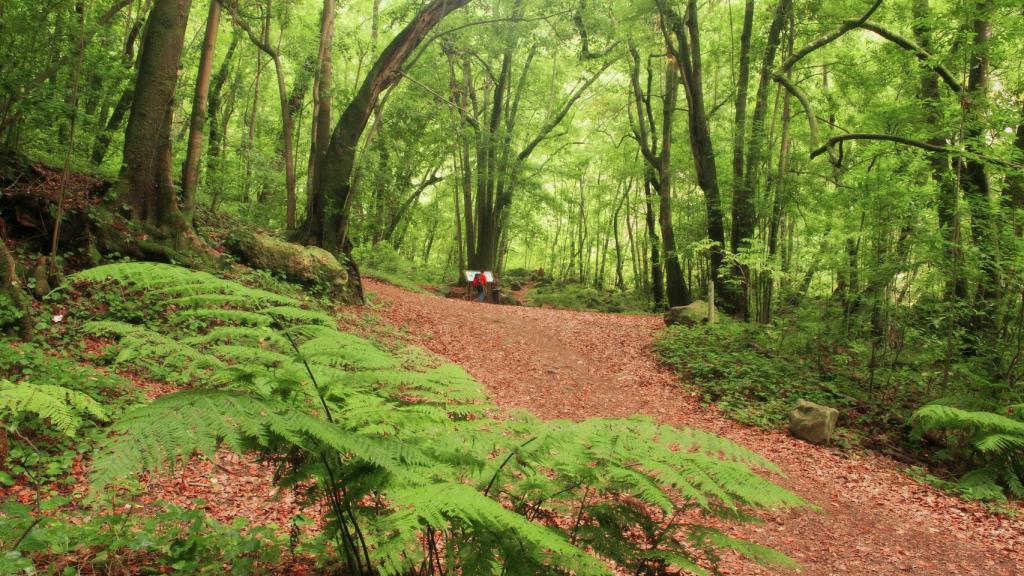 Bosque de Los Tilos.