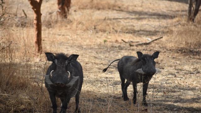 Dos ejemplares de jabalí.