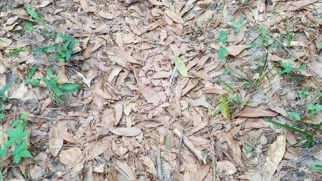 En esta foto, aunque no seas capaz de distinguirla, hay una serpiente. De verdad.
