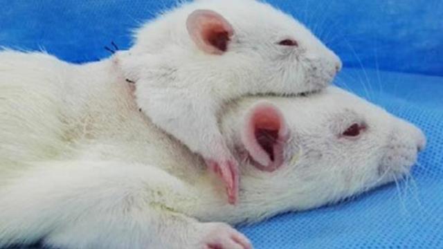 ¿Una rata con dos cabezas o dos ratas con un cuerpo?