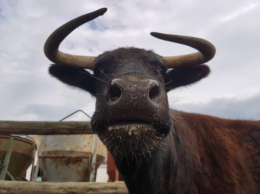 Ella es la vaca Margarita.