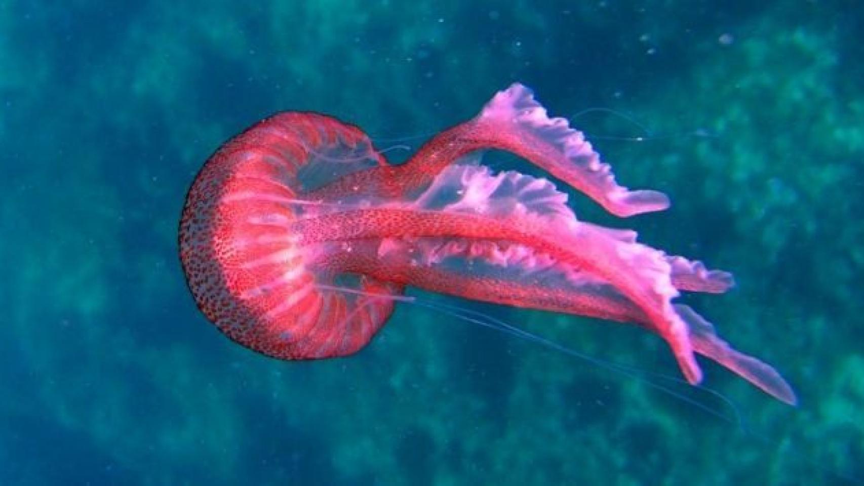 Una medusa 'pelagia noctiluca', la especie más frecuente en el Mediterráneo.