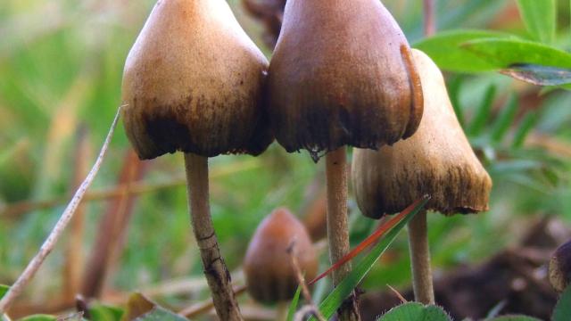Hongos con propiedades psicodélicas.