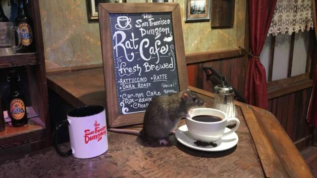 Imagen de Rat-Cafe que abrirá en julio.
