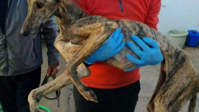 Uno de los galgos de la perrera de Olivenza (Badajoz).