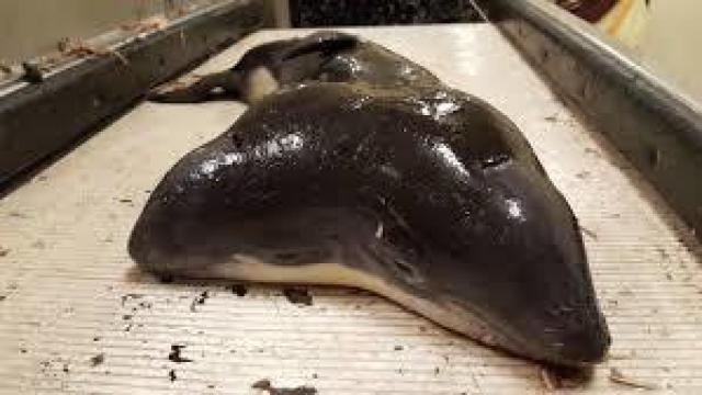 Imagen del extraño animal después de ser capturado.