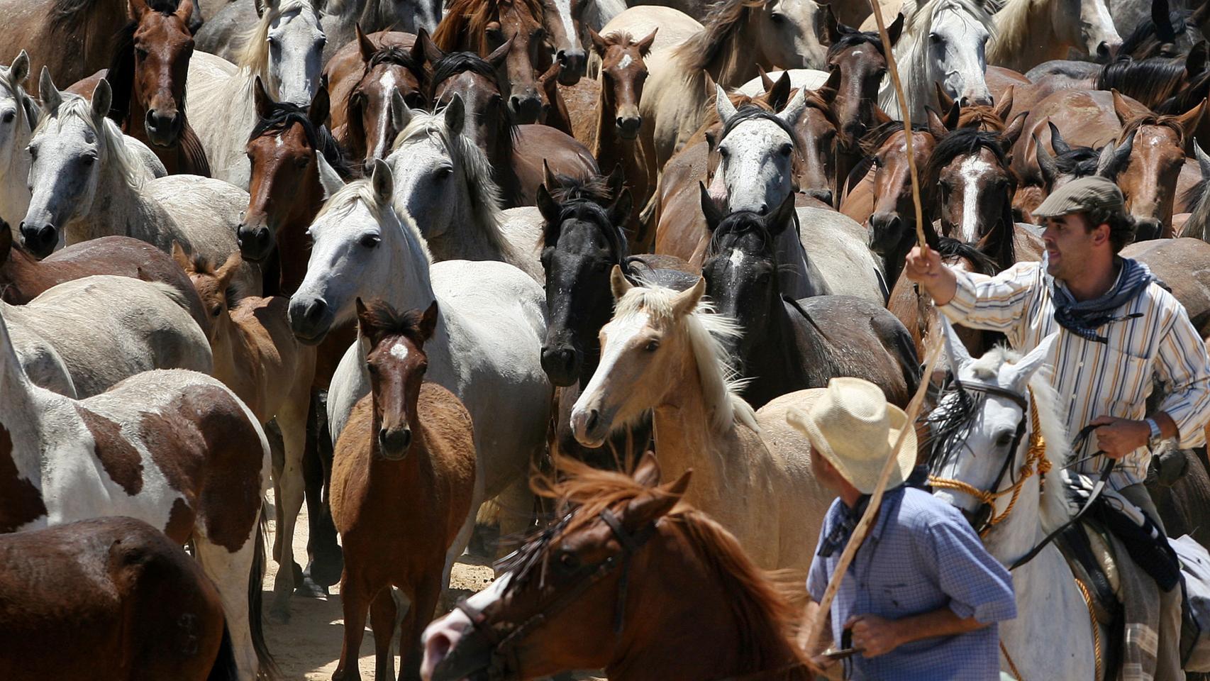 Yegüeros conduciendo el ganado en el camino hacia Almonte.
