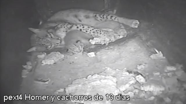 Homer cuida de sus cachorros en El Acebuche tras su último parto, el 19 de mayo.