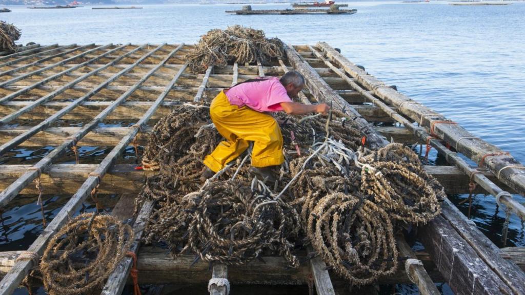 Una escena de ribera gallega.