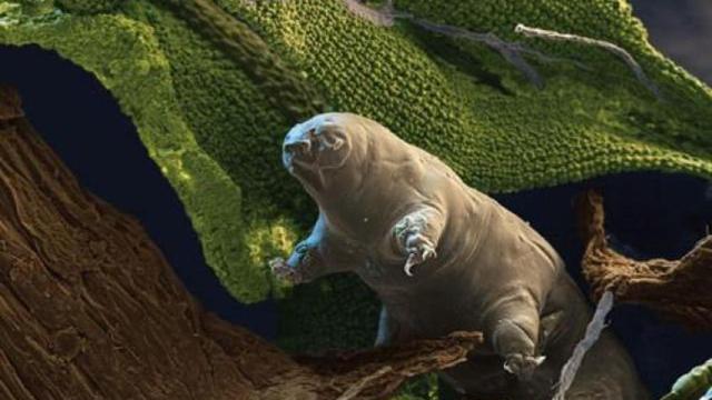 Los tardígrados, esos curiosos animales.