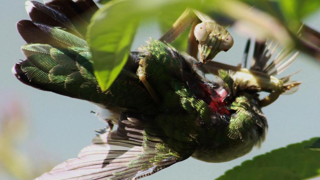 Hola, Clarice. ¿Han dejado ya de chillar los corderos?