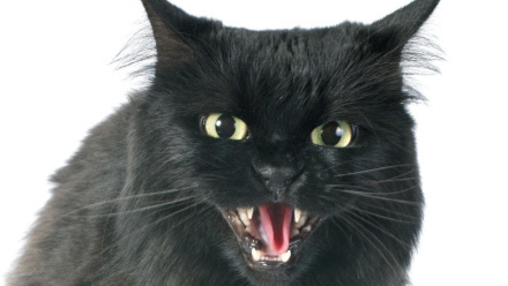 Un gato enfadado.