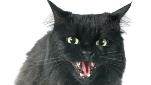Un gato enfadado.