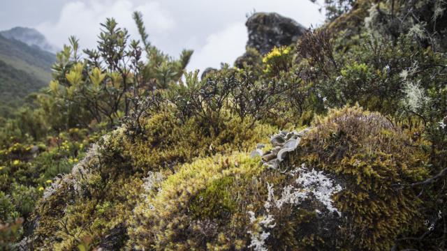 El páramo húmedo tropical de montaña caracteriza la vegetación del Cerro de la Muerte, a casi 3.500 metros de altura