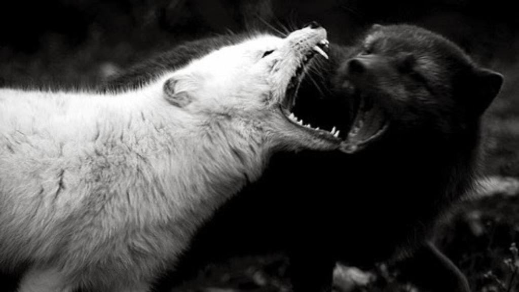 Un lobo blanco y un lobo negro.