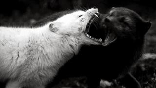 Un lobo blanco y un lobo negro