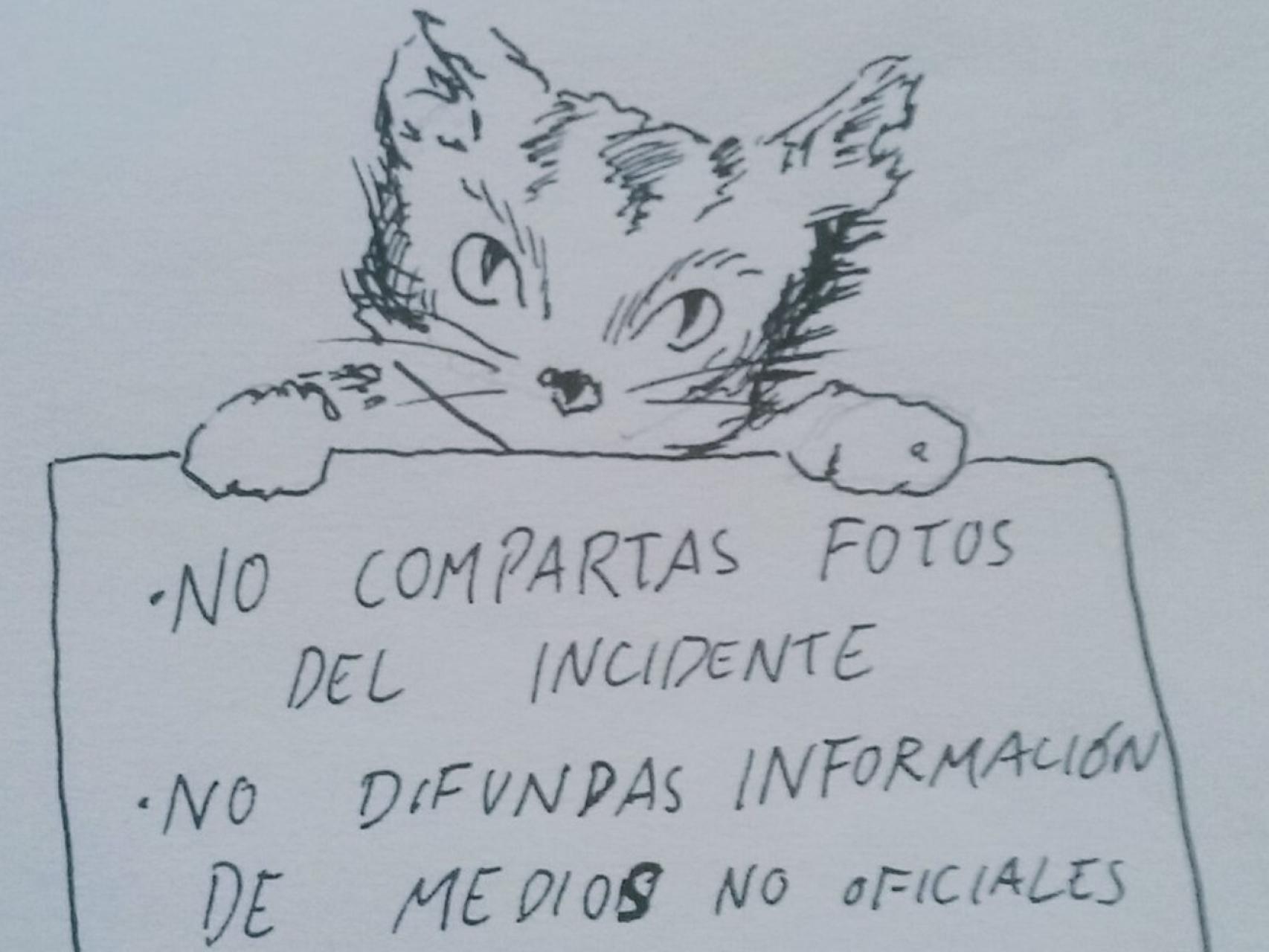 Una de las imágenes de gatos