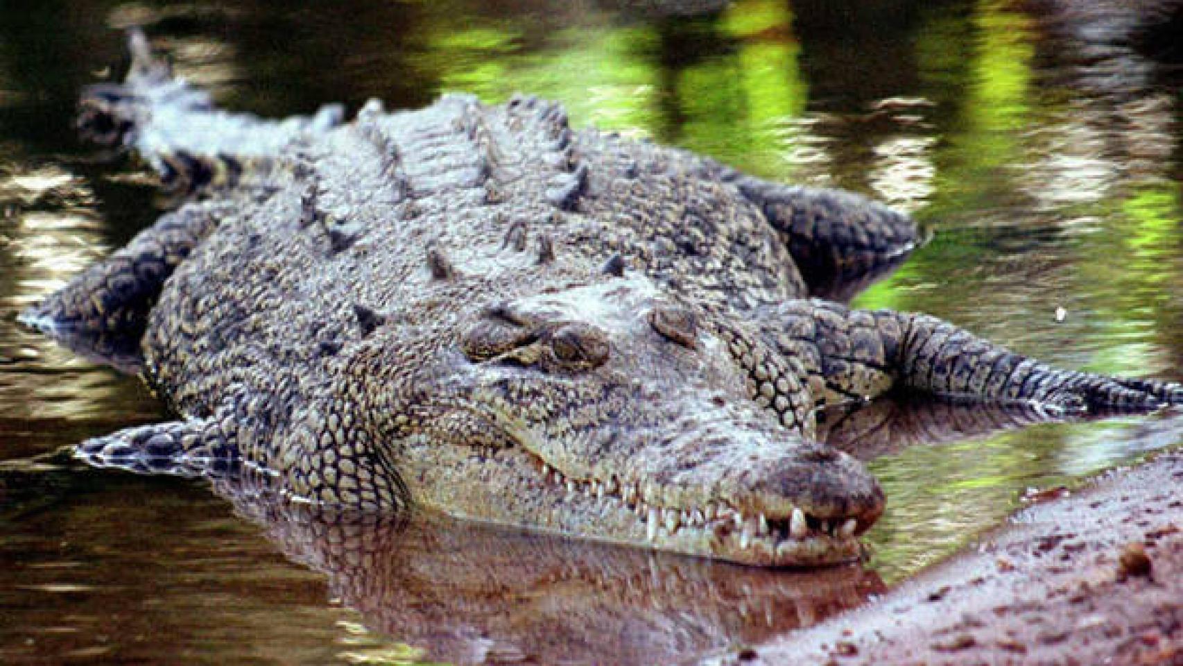 Un cocodrilo.
