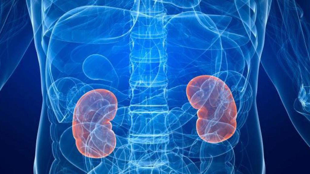 Representación de los riñones en el interior del cuerpo humano.