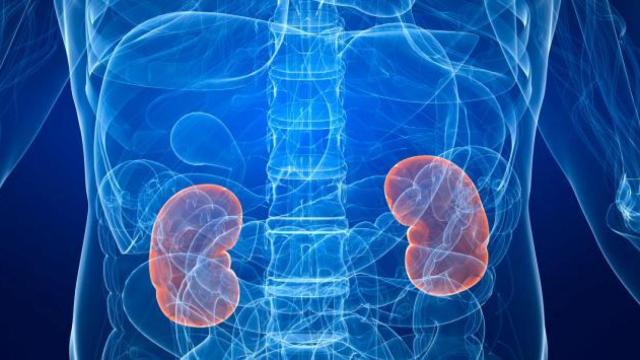 Representación de los riñones en el interior del cuerpo humano.