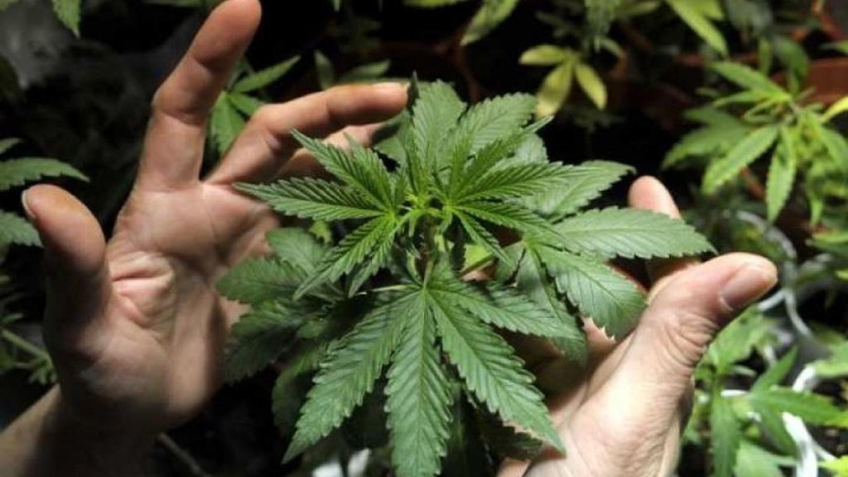 Marihuana.