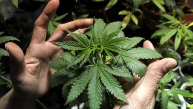 Marihuana.