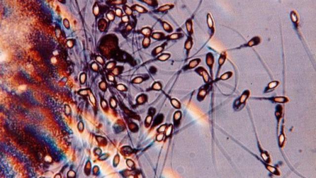 Image: La nueva evolución humana