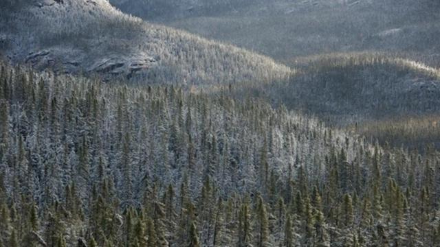 Gran Bosque Boreal.