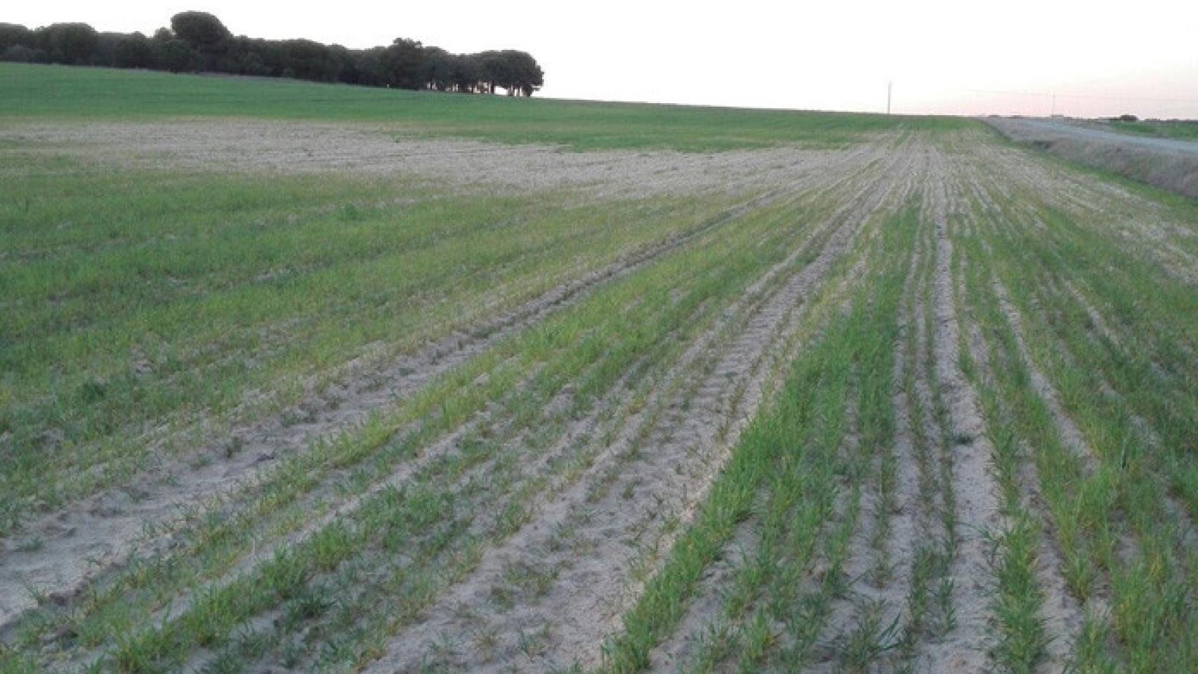 Regional-san-isidro-campo-sequia