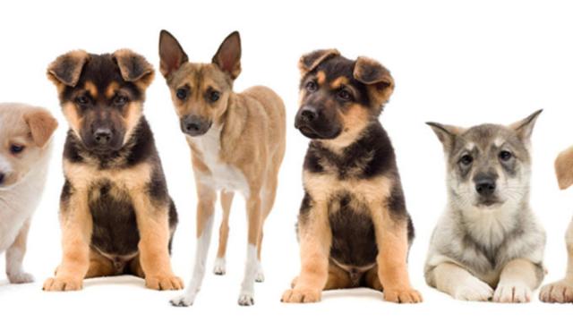 Cachorros publicitados por la tienda donde surgió el brote.