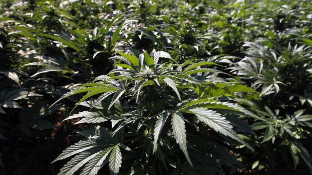 Marihuana.
