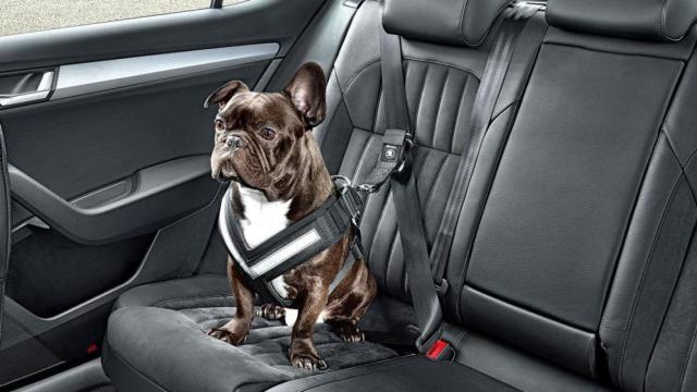 Las mascotas, una potencial distracción al volante